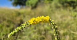 Urokliwa działka widokowa o powierzchni 3300 m² w malowniczej okolicy!