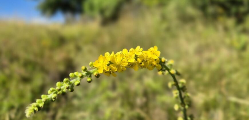 Urokliwa działka widokowa o powierzchni 3300 m² w malowniczej okolicy!