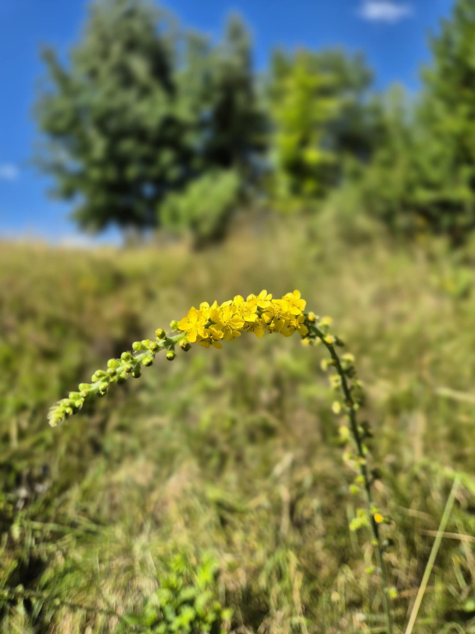 Urokliwa działka widokowa o powierzchni 3300 m² w malowniczej okolicy!
