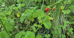 Urokliwa działka widokowa o powierzchni 3300 m² w malowniczej okolicy!