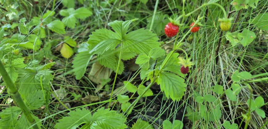 Urokliwa działka widokowa o powierzchni 3300 m² w malowniczej okolicy!