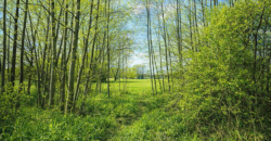 Działka budowlana w Kopiskach